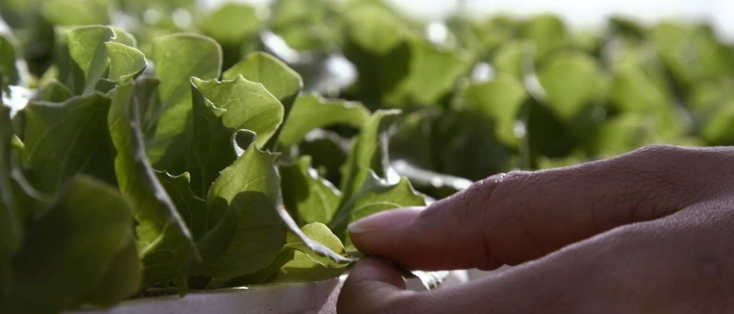 Openday Agronegocios en ENAE: El Futuro del Sector Agroalimentario