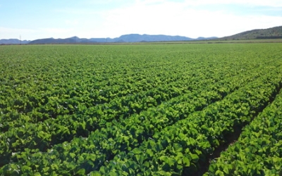 Agromark, los nuevos retos de la agroindustria.