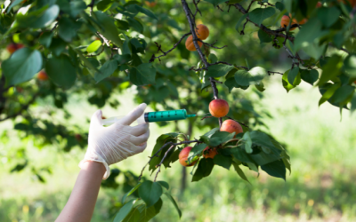 ¿Qué son los alimentos transgénicos?