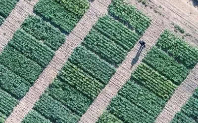 Día internacional de la agricultura