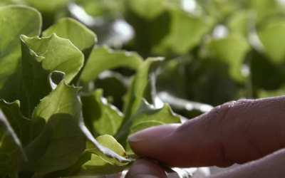 Día Mundial de la Agricultura: 9 de Septiembre