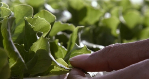 Programa Ejecutivo en Dirección de Producción Agroalimentaria